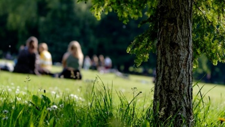 A tree trunk in focus in a grassy park, with several blurred people sitting on the grass in the background.